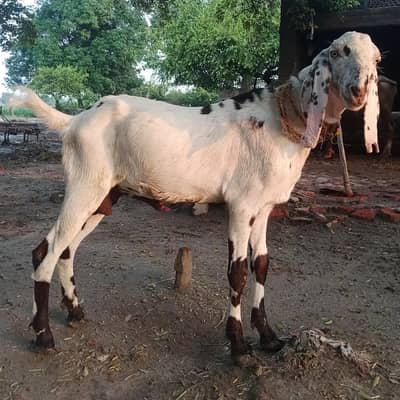 Dondha Desi Bakra for sale