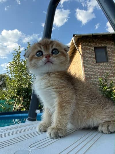 Scotish fold Imported kittens Available