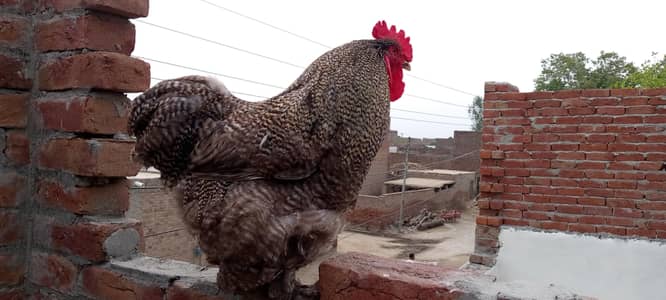 Barred Cochin for sale