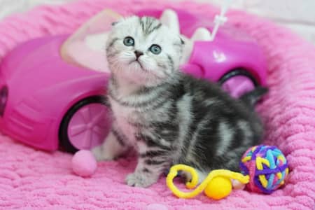 BRITISH SHORT HAIR IMPORTED KITTENS