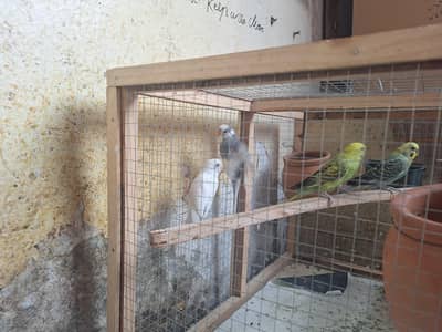 Australian parrots