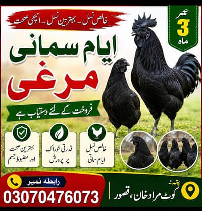Ayam Cemani full black pairs