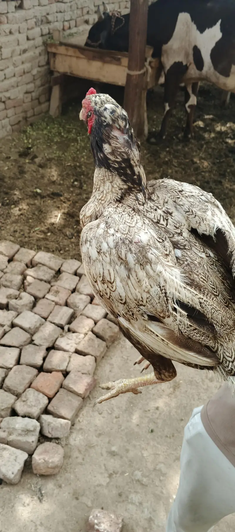 aseel — photo 3
