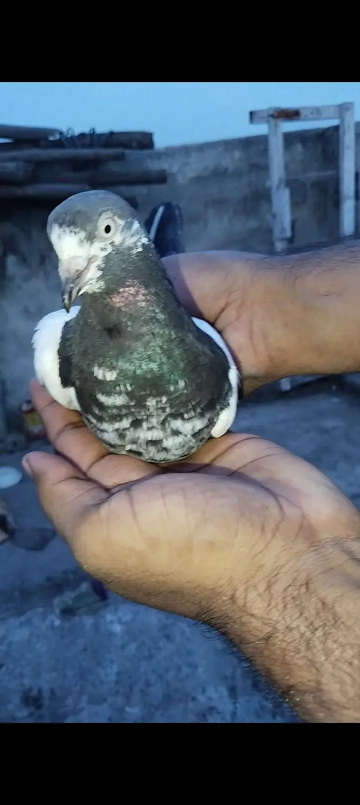 mayra pass ya jora bohat acha ha teady — photo 8