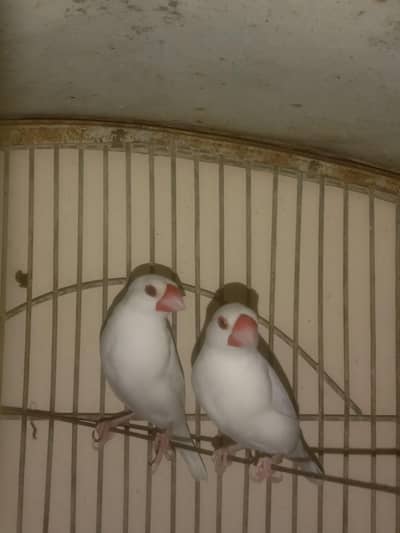 white java finch