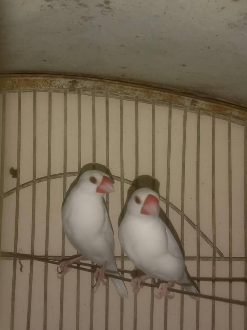 white java finch 0