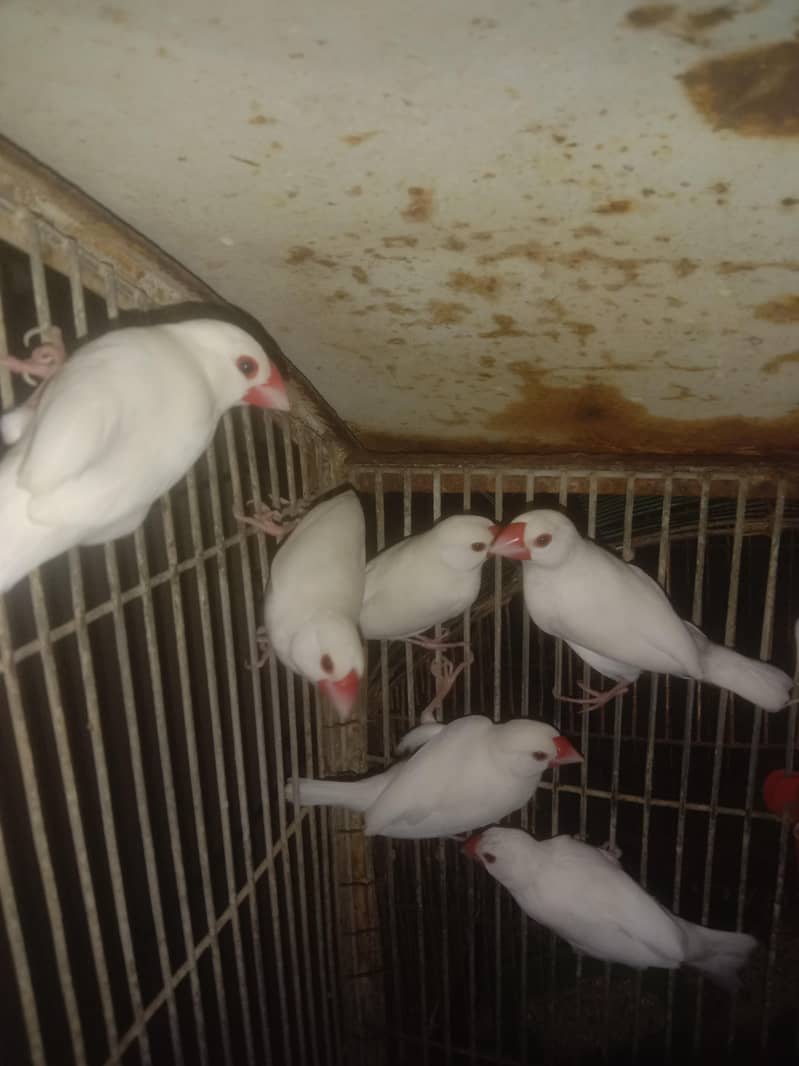 white java finch 1