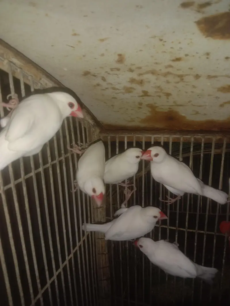 white java finch — photo 2