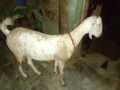 aala nasal ki tapri bakri for sale