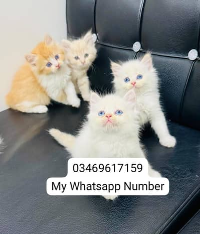 Persian kittens for sale