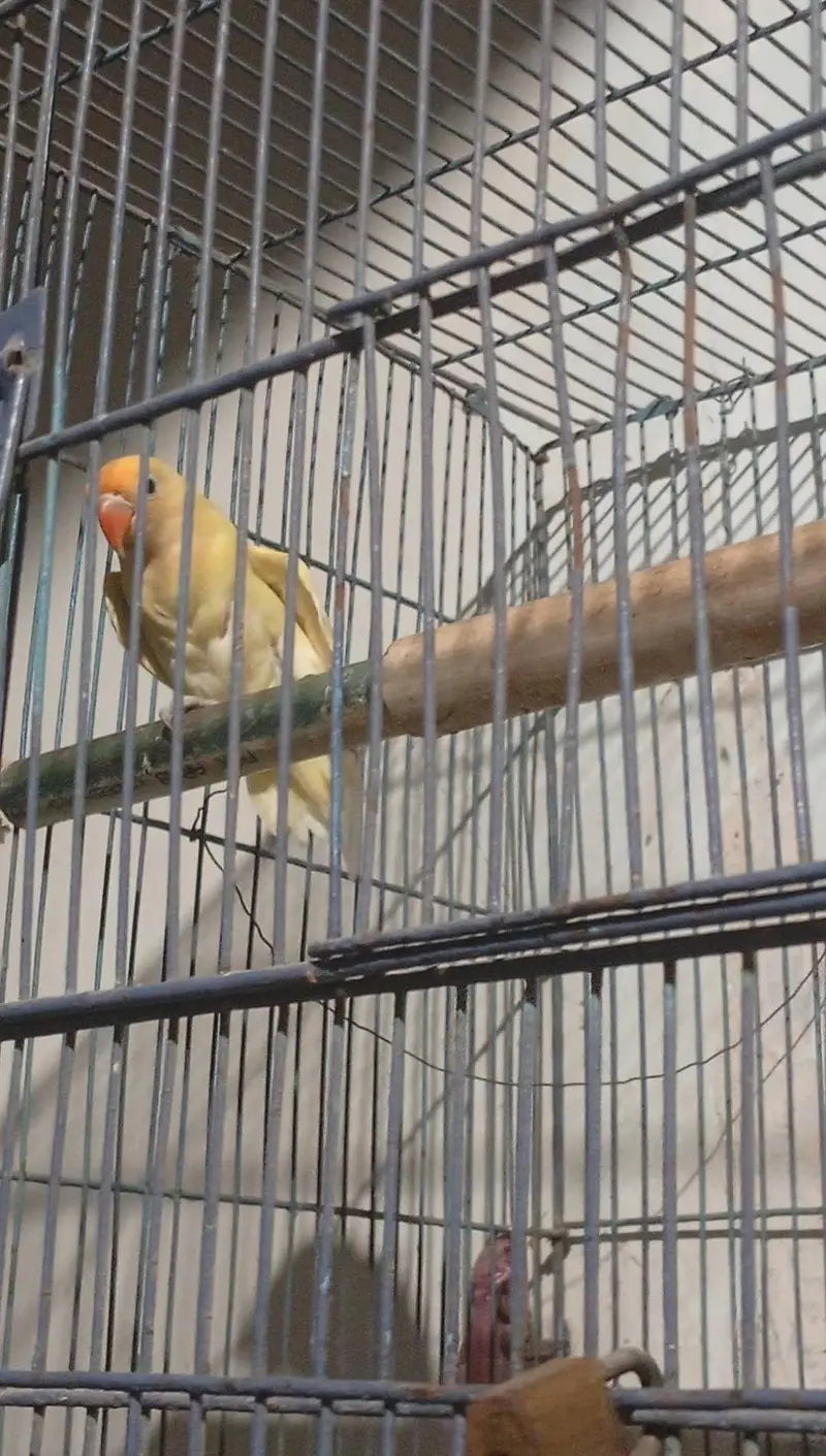 albino — photo 2