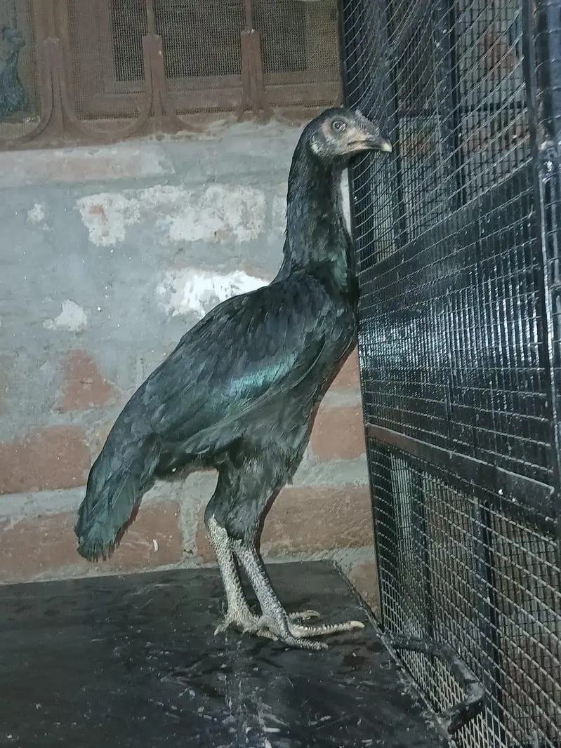 Mianwali Murga & Black Thai Murgi — photo 5