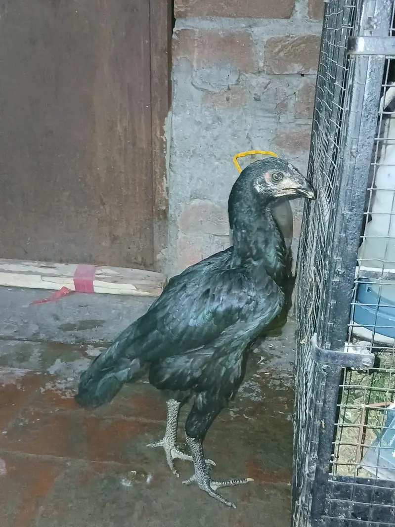 Mianwali Murga & Black Thai Murgi — photo 8