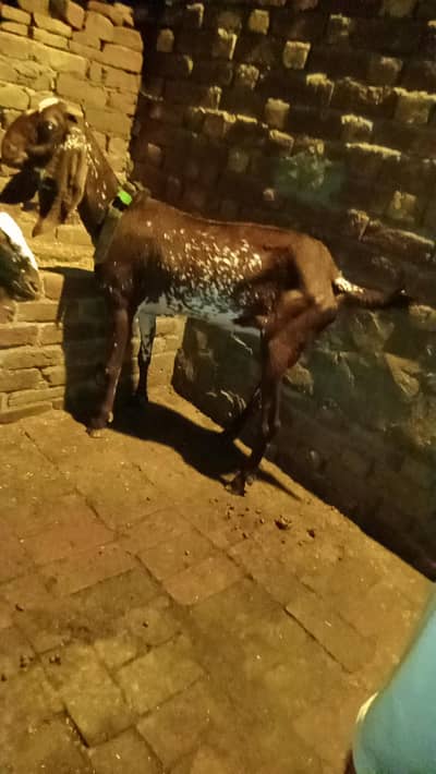 Black chini bakriya for sale