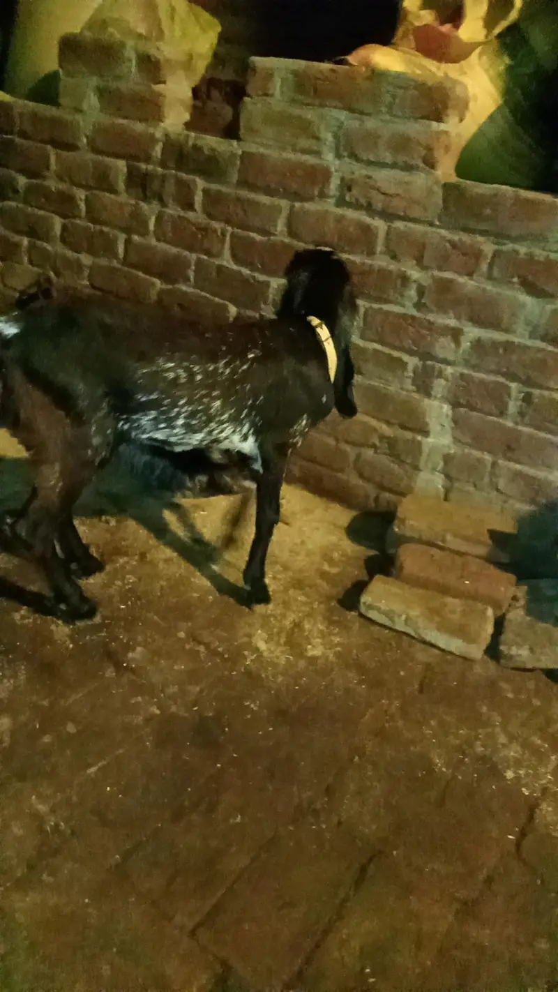 Black chini bakriya for sale — photo 2