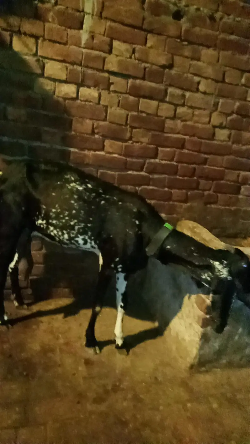 Black chini bakriya for sale — photo 4