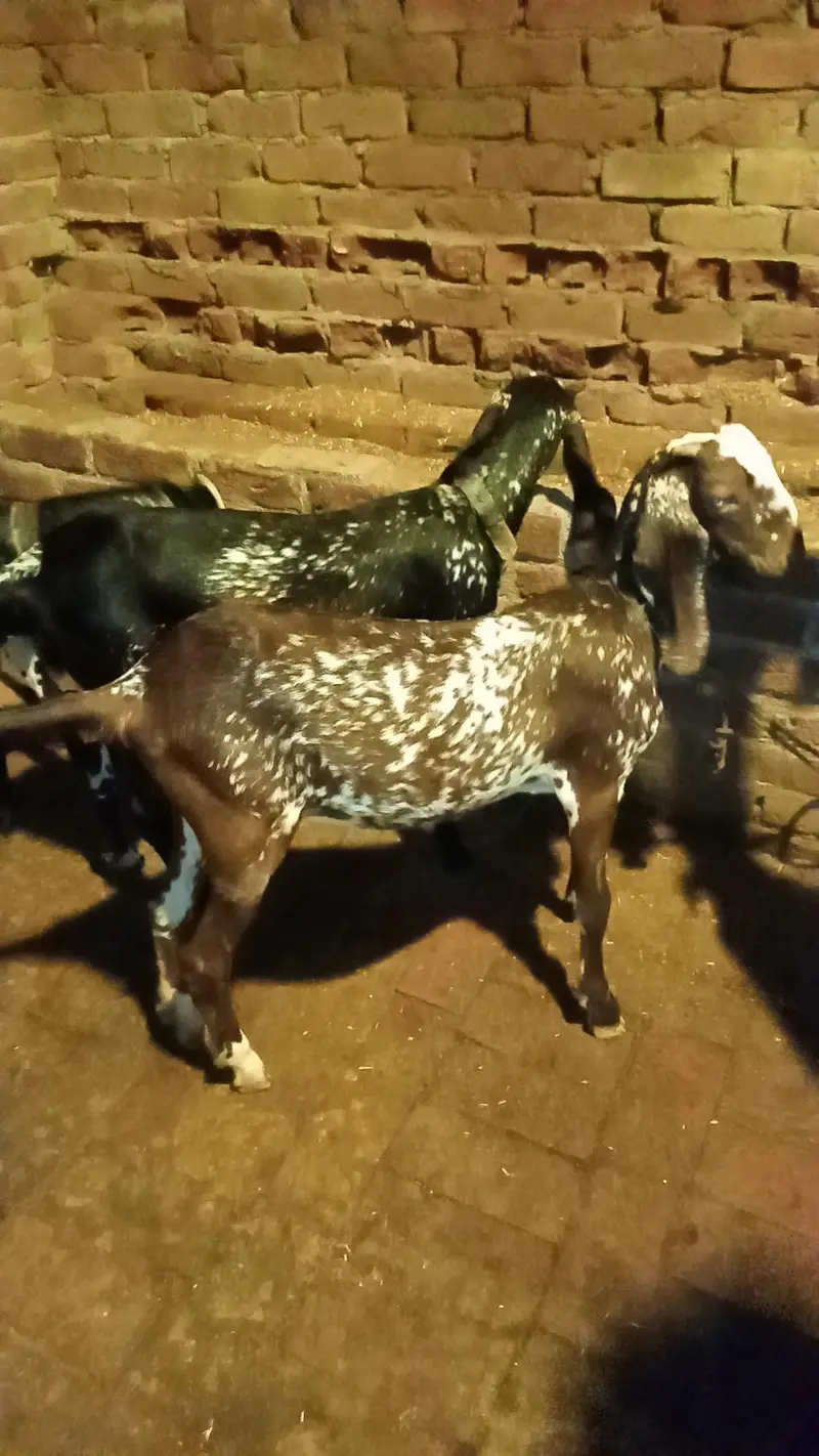 Black chini bakriya for sale — photo 5