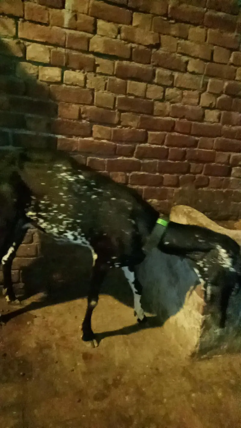 Black chini bakriya for sale — photo 6