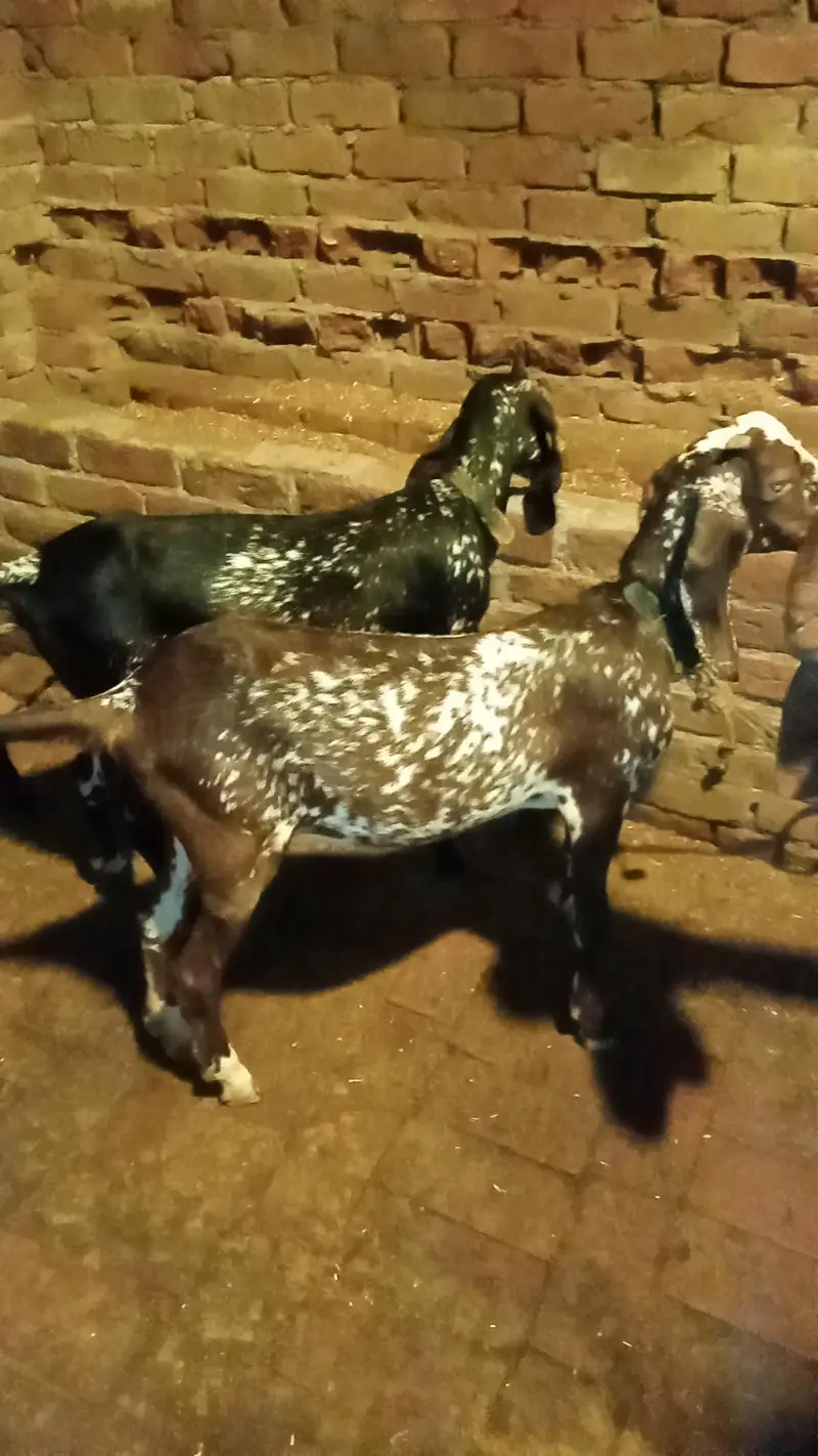 Black chini bakriya for sale — photo 7