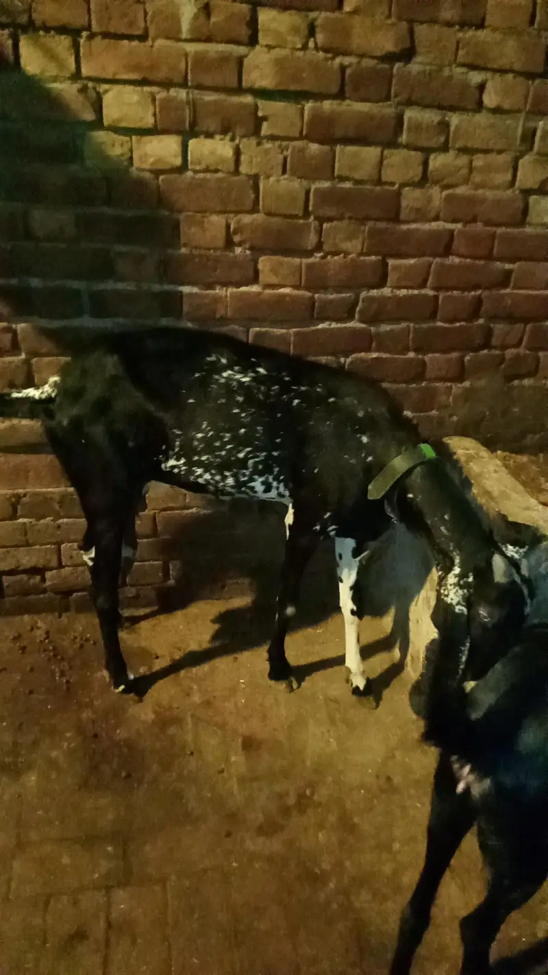 Black chini bakriya for sale — photo 8