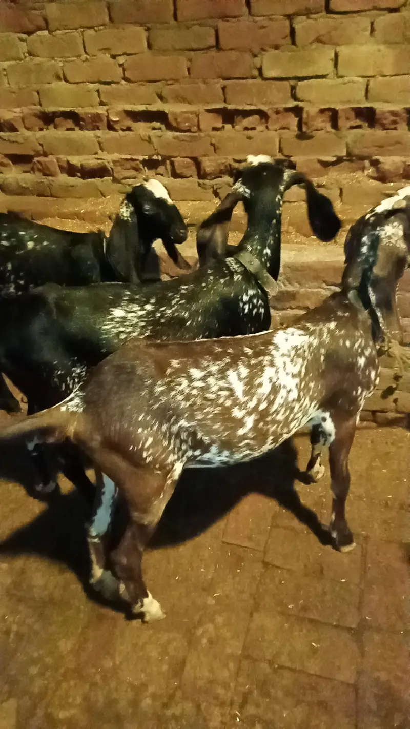 Black chini bakriya for sale — photo 9