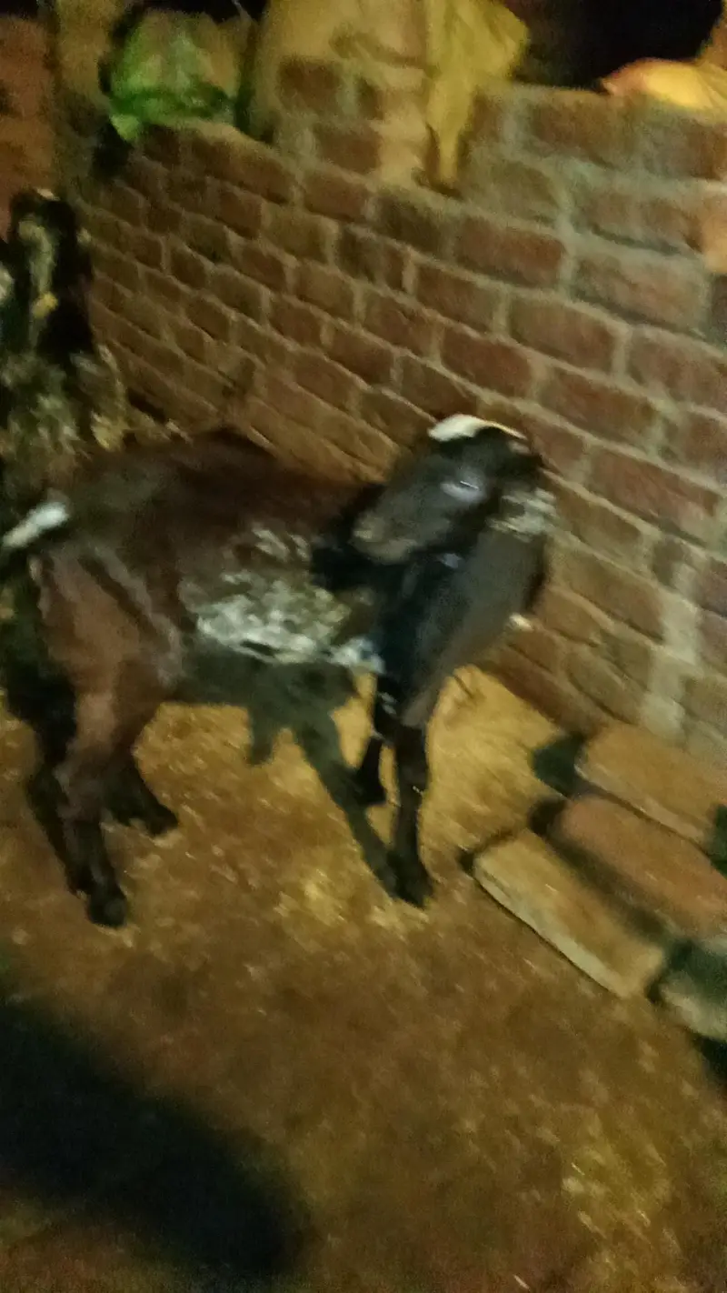 Black chini bakriya for sale — photo 10
