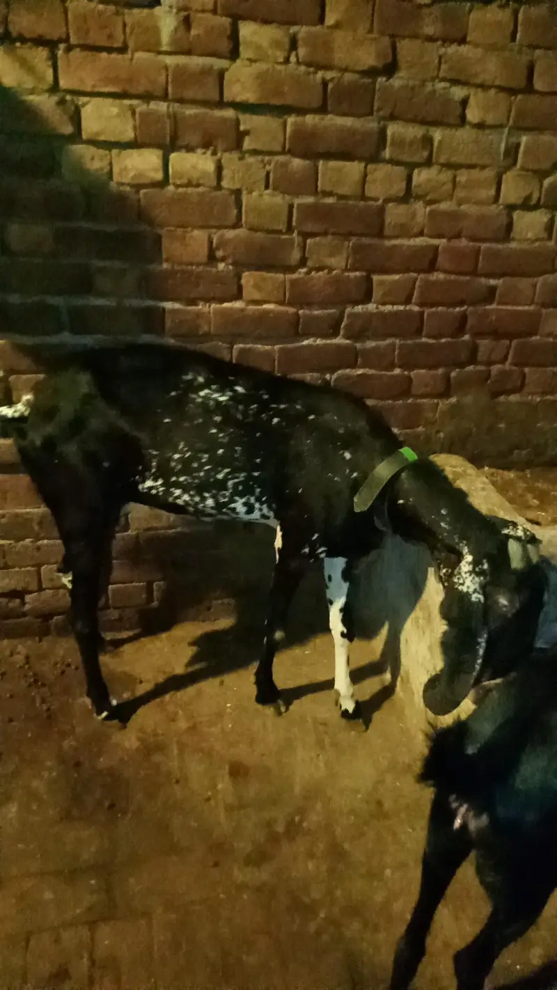 Black chini bakriya for sale — photo 11