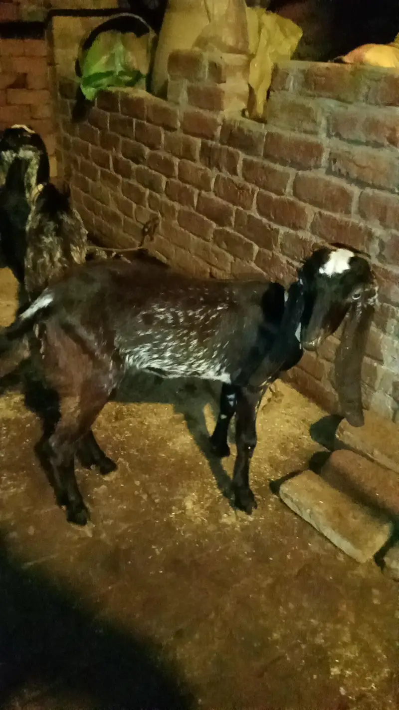 Black chini bakriya for sale — photo 12