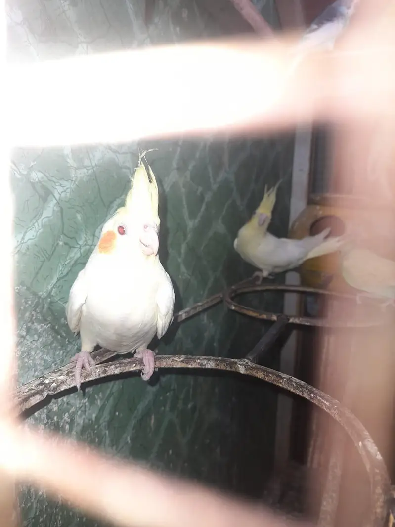 Cocktail females — photo 2