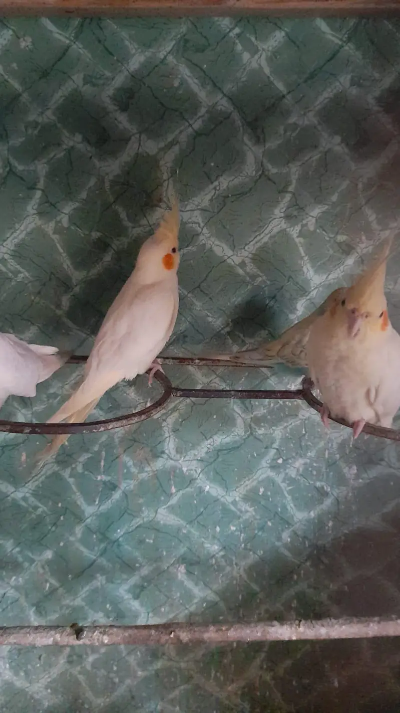 Cocktail females — photo 3