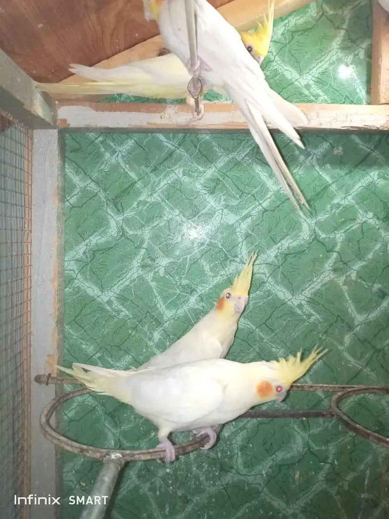 Cocktail females — photo 4