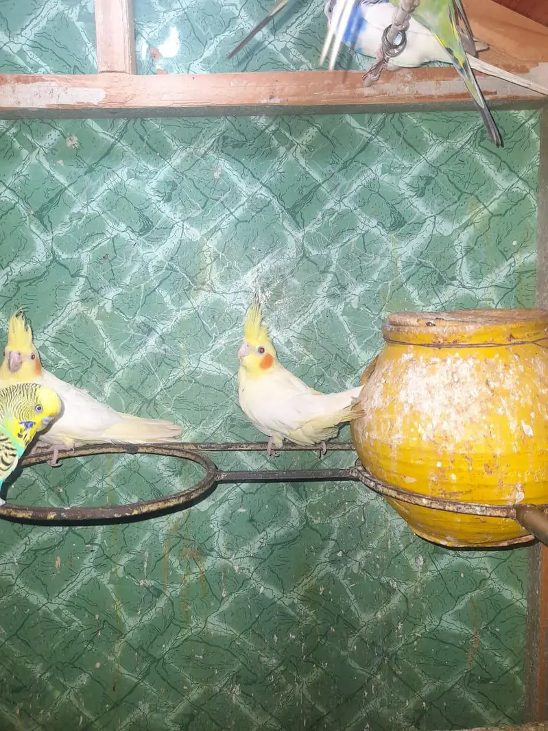 Cocktail females — photo 6