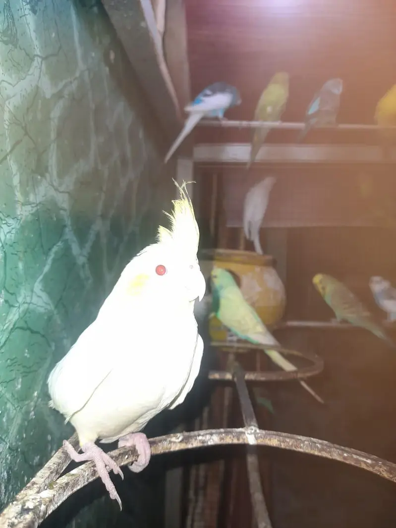 Cocktail females — photo 7