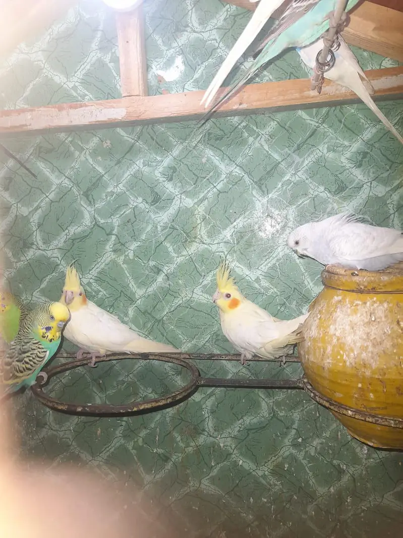 Cocktail females — photo 8