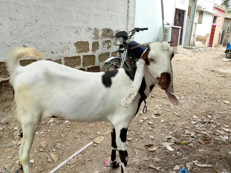 mash Allah se Ghar ki phat hai 2 dant h full healthy or active — photo 2