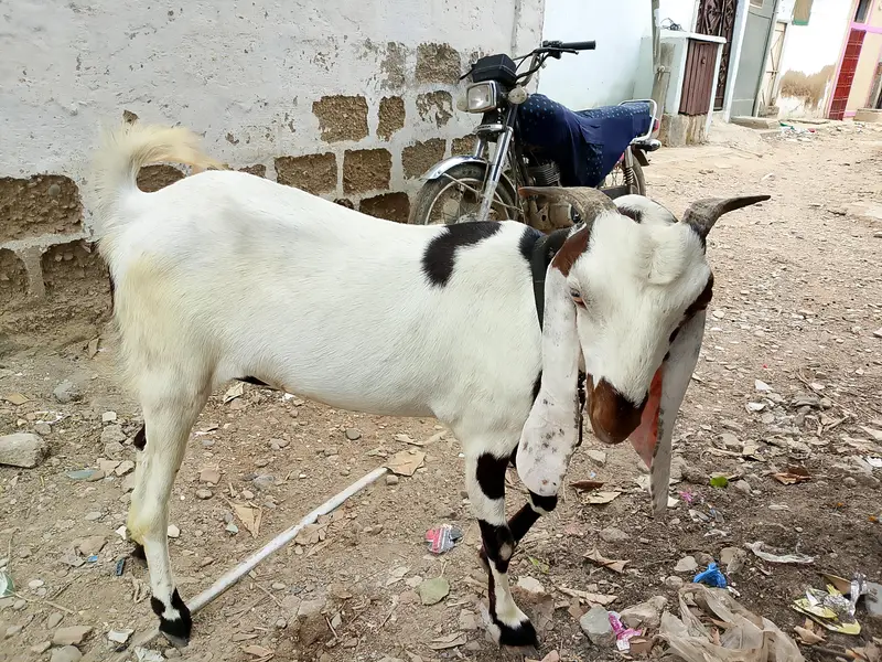 mash Allah se Ghar ki phat hai 2 dant h full healthy or active — photo 4