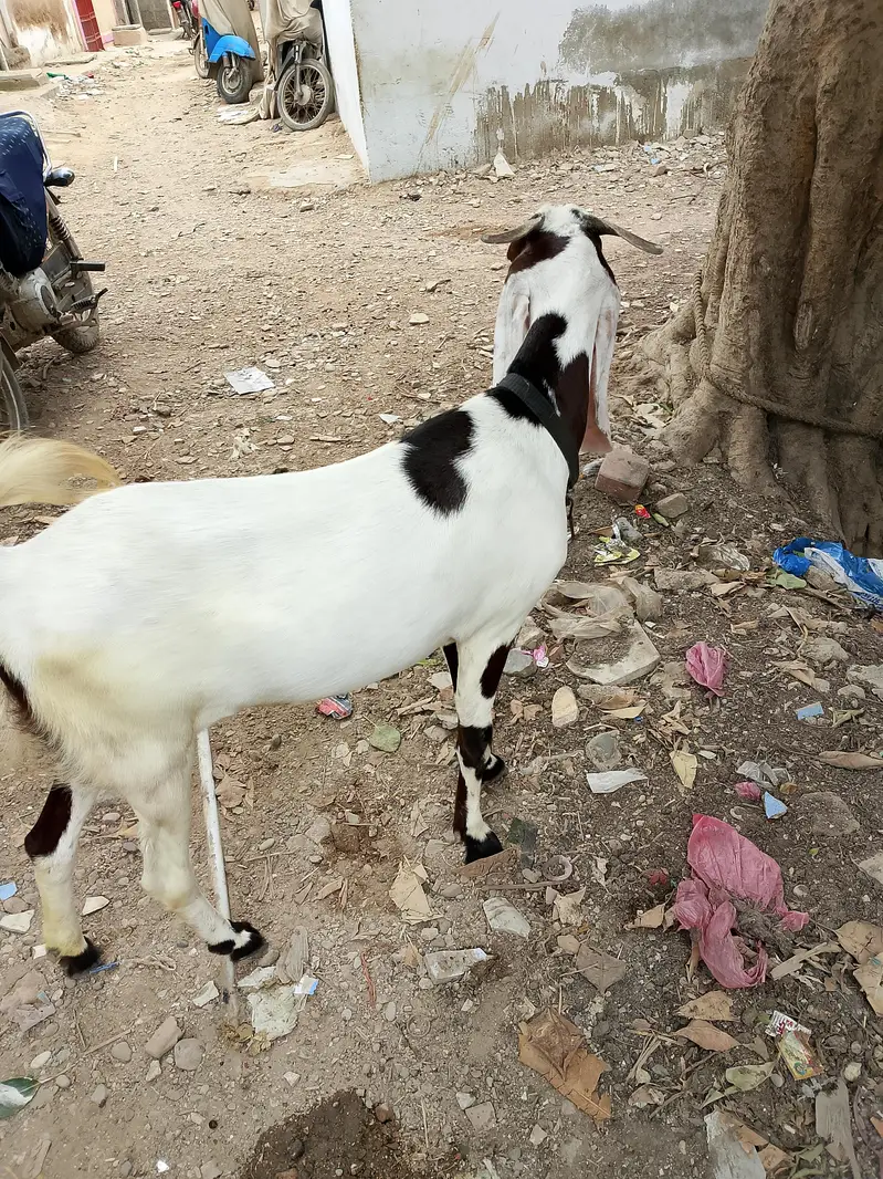 mash Allah se Ghar ki phat hai 2 dant h full healthy or active — photo 5