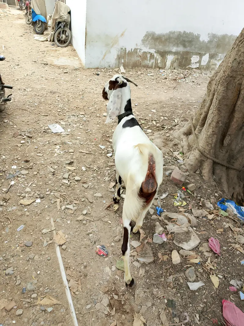 mash Allah se Ghar ki phat hai 2 dant h full healthy or active — photo 6