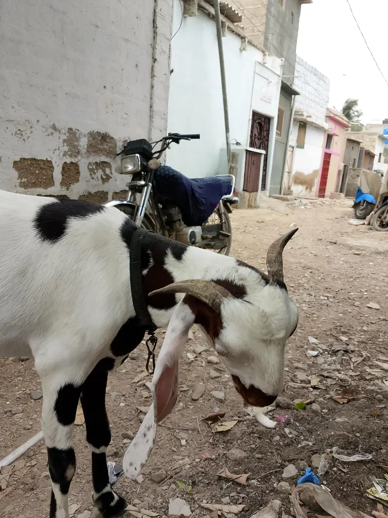 mash Allah se Ghar ki phat hai 2 dant h full healthy or active — photo 7