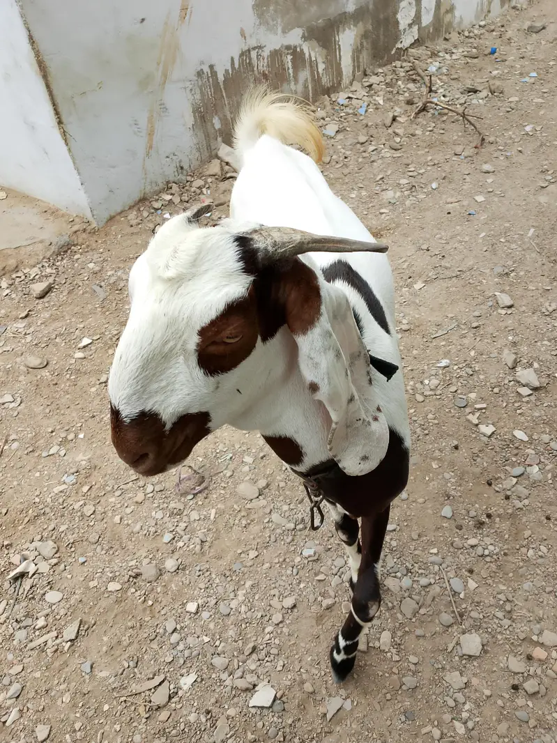 mash Allah se Ghar ki phat hai 2 dant h full healthy or active — photo 8