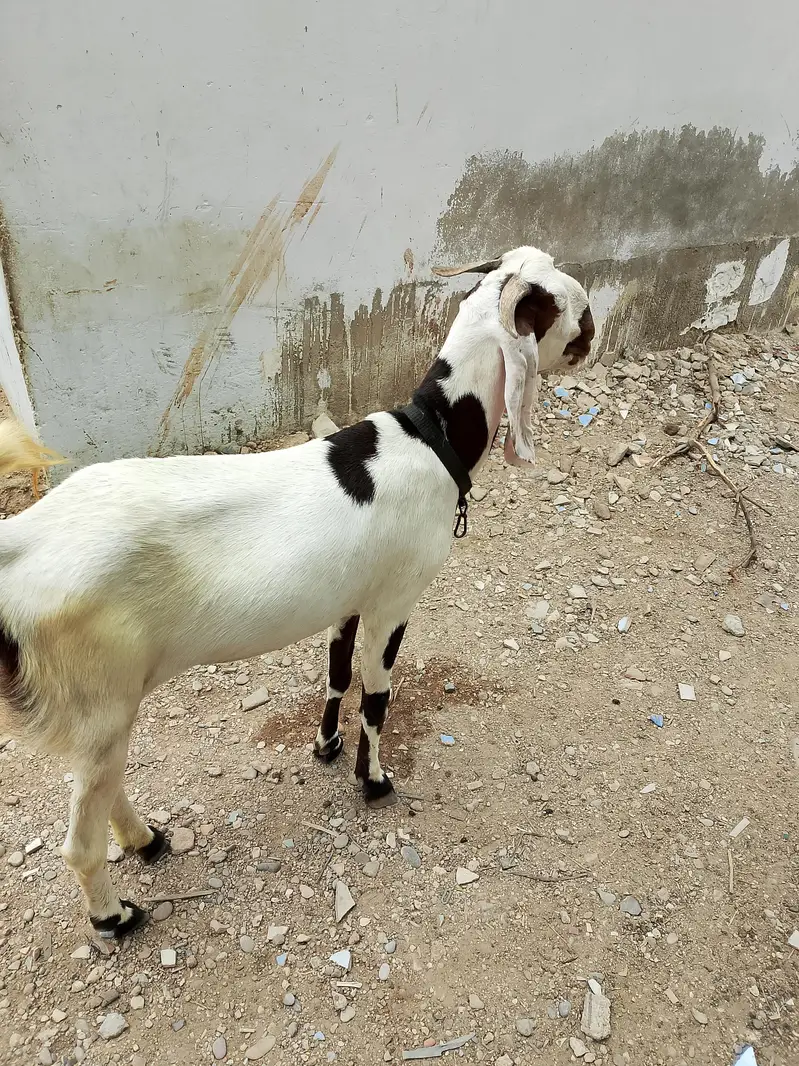 mash Allah se Ghar ki phat hai 2 dant h full healthy or active — photo 11
