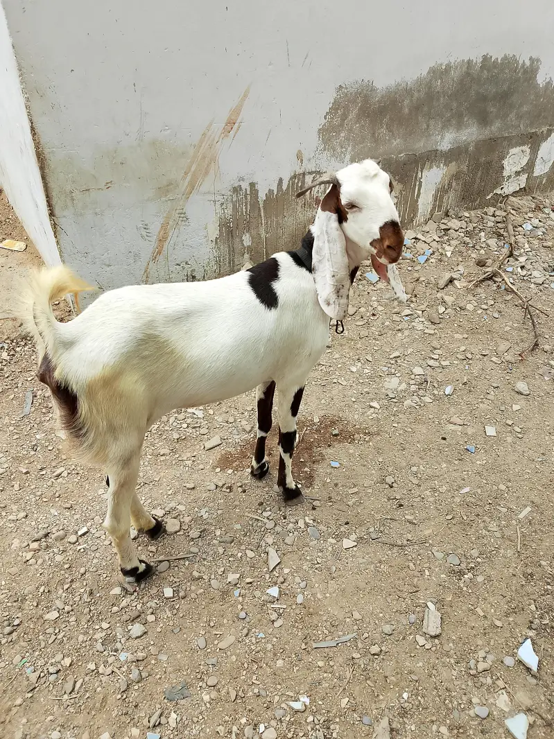 mash Allah se Ghar ki phat hai 2 dant h full healthy or active — photo 12