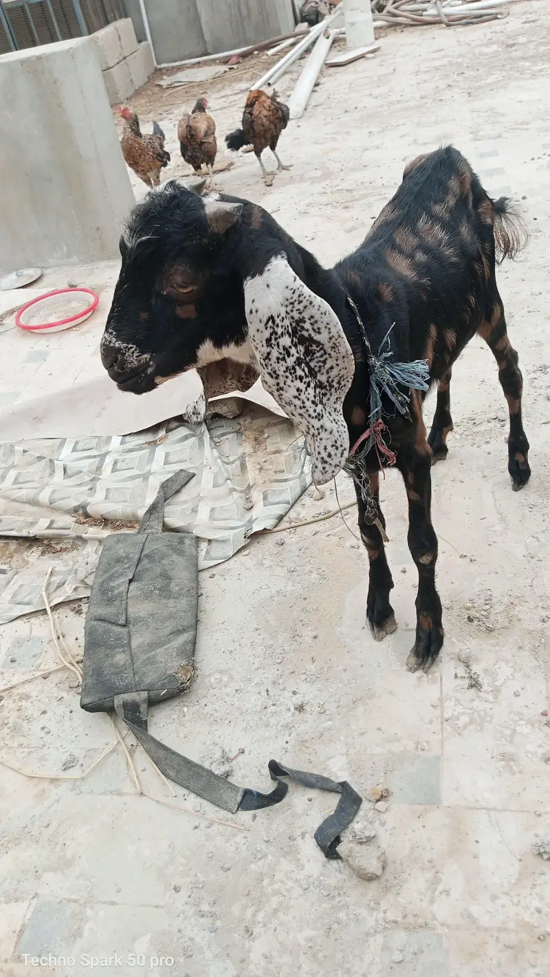 2 Male Bakre Teedy Or kamori desi 03019344355 — photo 4