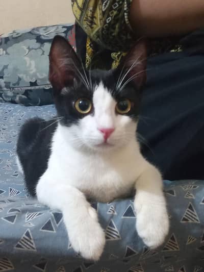 Pairs of Female Cat - Playful, Urgent Sale