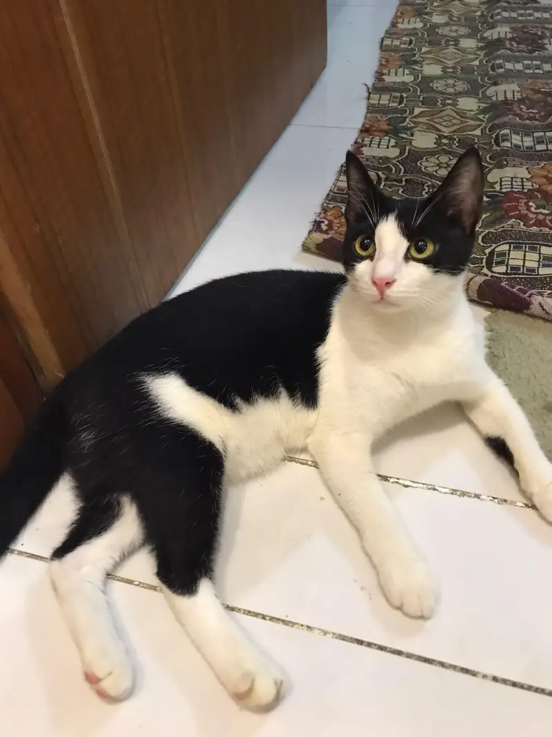 Pairs of Female Cat - Playful, Urgent Sale — photo 2