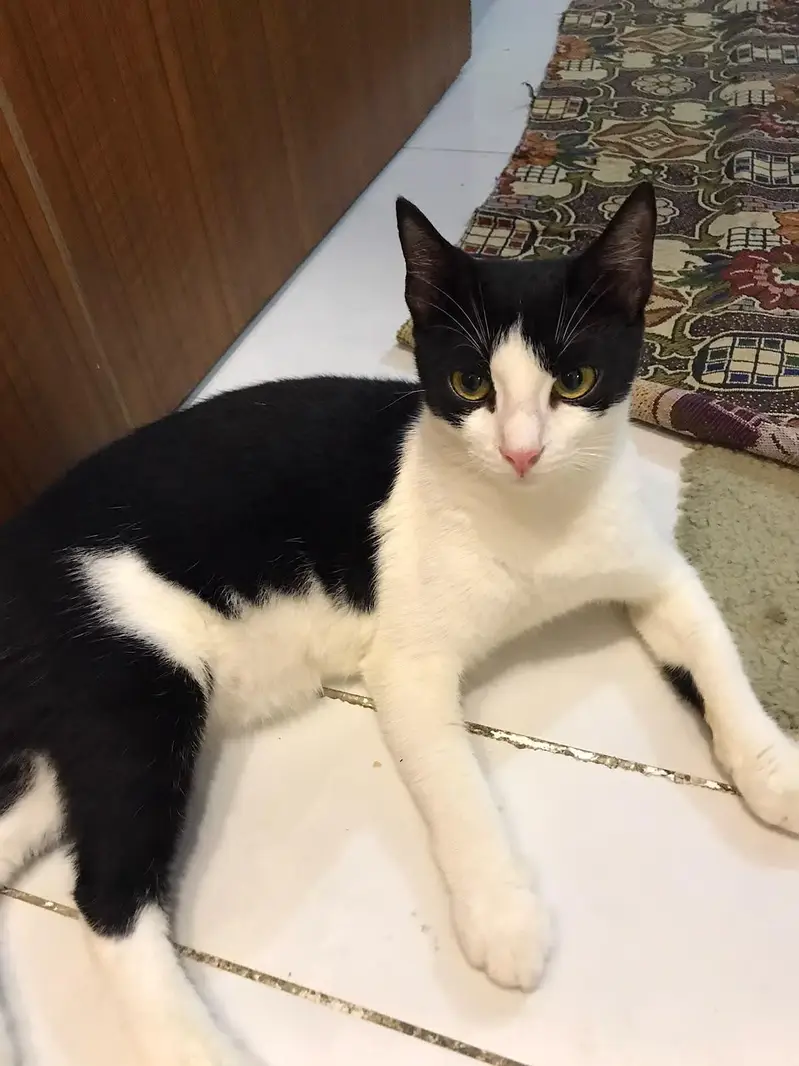 Pairs of Female Cat - Playful, Urgent Sale — photo 3