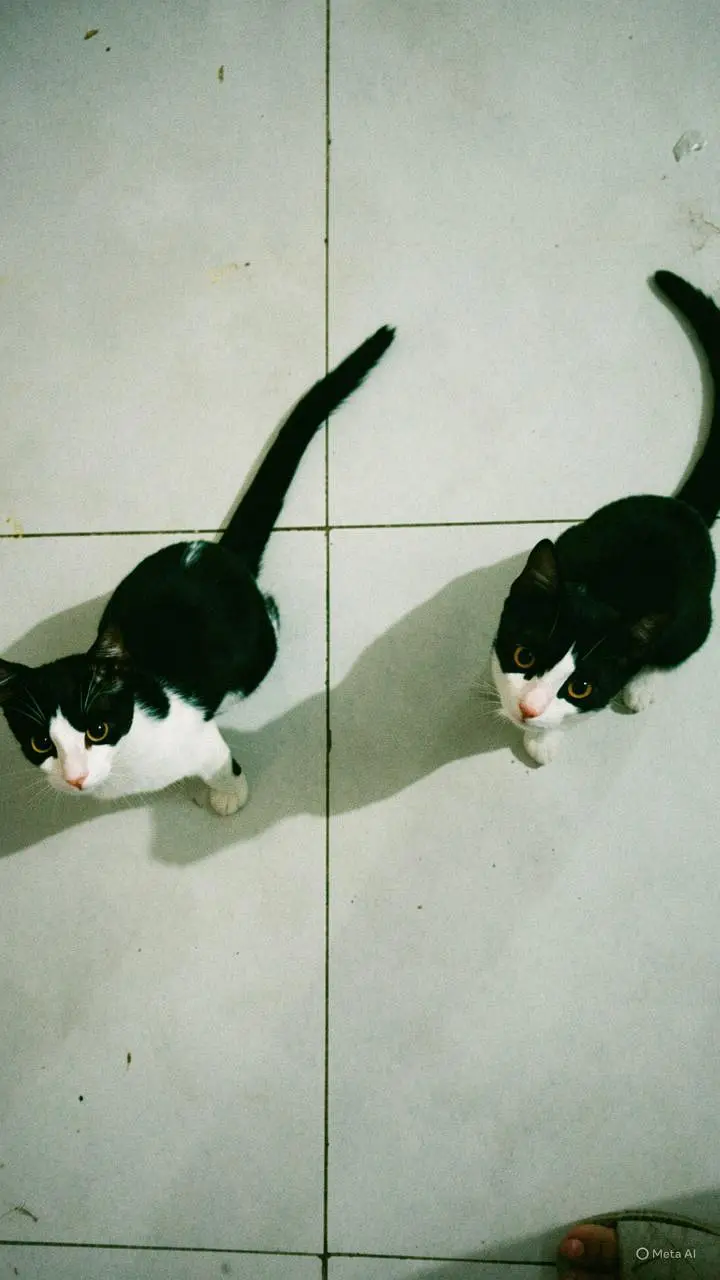 Pairs of Female Cat - Playful, Urgent Sale — photo 4
