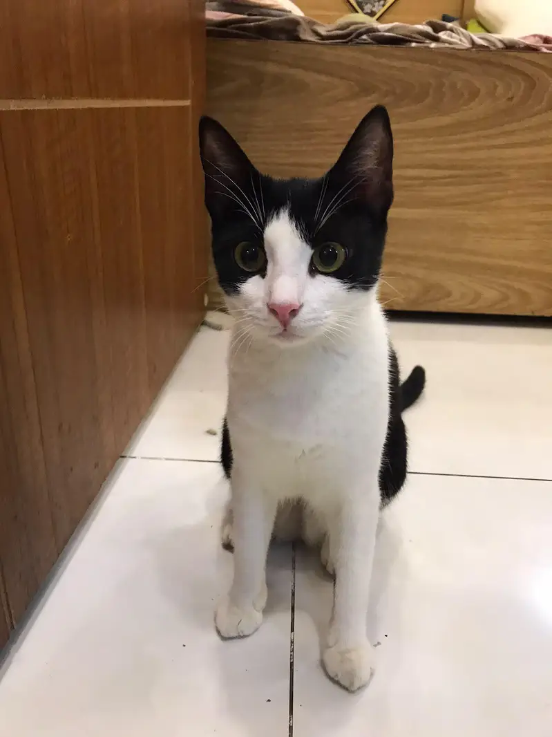 Pairs of Female Cat - Playful, Urgent Sale — photo 5