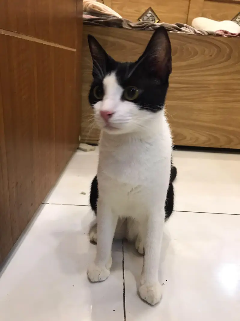Pairs of Female Cat - Playful, Urgent Sale — photo 6