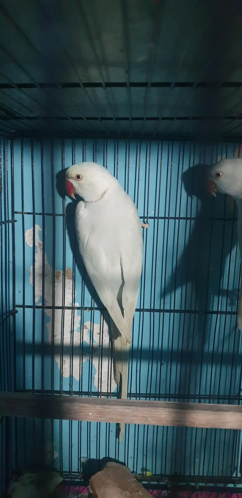 ringneck breeder pair — photo 2